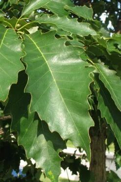 Chinkapin Oak Tree (Quercus Muehlenbergii) - 3 Pack Of 1.5 Quart Pots