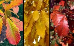 Chinkapin Oak Tree (Quercus Muehlenbergii) - 3 Pack Of 1.5 Quart Pots -Cheap US Topiary Plant Store quercus muehlenbergii chinkapin oak tree 10 1