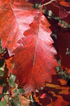 Chinkapin Oak Tree (Quercus Muehlenbergii) - 1 Gallon Pot -Cheap US Topiary Plant Store quercus muehlenbergii chinkapin oak tree 2