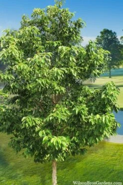 Chinkapin Oak Tree (Quercus Muehlenbergii) - 1 Gallon Pot -Cheap US Topiary Plant Store quercus muehlenbergii chinkapin oak tree 3