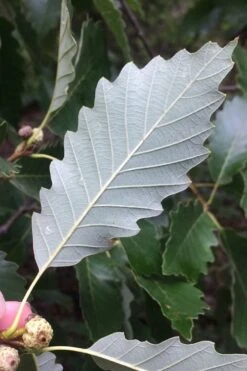 Chinkapin Oak Tree (Quercus Muehlenbergii) - 1 Gallon Pot -Cheap US Topiary Plant Store quercus muehlenbergii chinkapin oak tree 6