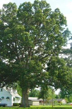 Chinkapin Oak Tree (Quercus Muehlenbergii) - 3 Pack Of 1.5 Quart Pots -Cheap US Topiary Plant Store quercus muehlenbergii chinkapin oak tree 7 1