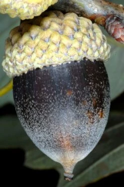 Chinkapin Oak Tree (Quercus Muehlenbergii) - 3 Pack Of 1.5 Quart Pots -Cheap US Topiary Plant Store quercus muehlenbergii chinkapin oak tree 8 1