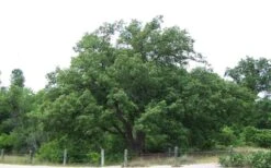 Chinkapin Oak Tree (Quercus Muehlenbergii) - 3 Pack Of 1.5 Quart Pots -Cheap US Topiary Plant Store quercus muehlenbergii chinkapin oak tree 9 1