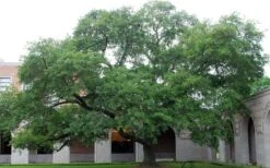 Water Oak Tree (Quercus Nigra) - 1 Gallon Pot -Cheap US Topiary Plant Store quercus nigra water oak tree 1
