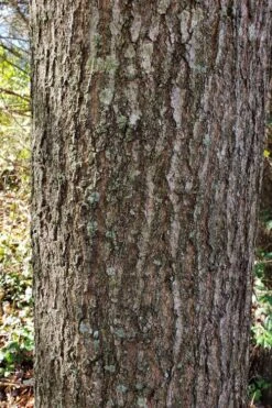 Water Oak Tree (Quercus Nigra) - 1 Gallon Pot -Cheap US Topiary Plant Store quercus nigra water oak tree 3