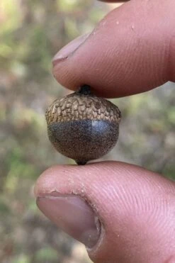 Water Oak Tree (Quercus Nigra) - 1 Gallon Pot -Cheap US Topiary Plant Store quercus nigra water oak tree 4