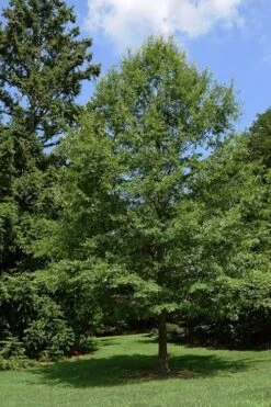 Water Oak Tree (Quercus Nigra) - 1 Gallon Pot -Cheap US Topiary Plant Store quercus nigra water oak tree 5