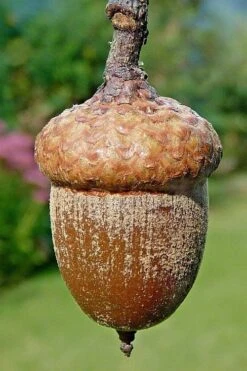 Northern Red Oak Tree (Quercus Rubra) - 3 Gallon Pot -Cheap US Topiary Plant Store quercus rubra northern red oak tree 4