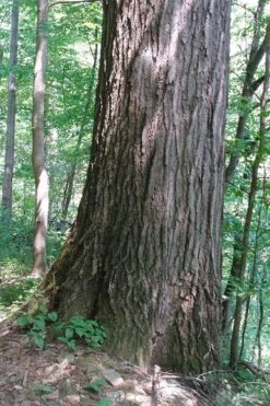 Northern Red Oak Tree (Quercus Rubra) - 3 Gallon Pot -Cheap US Topiary Plant Store quercus rubra northern red oak tree 5