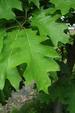 Northern Red Oak Tree (Quercus Rubra) - 3 Gallon Pot -Cheap US Topiary Plant Store quercus rubra northern red oak tree 6