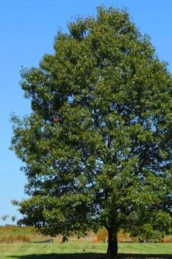 Northern Red Oak Tree (Quercus Rubra) - 3 Gallon Pot -Cheap US Topiary Plant Store quercus rubra northern red oak tree 7