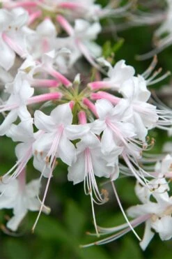 White Alabama Native Azalea (Rhododendron Alabamense) - 3 Gallon Pot -Cheap US Topiary Plant Store rhododendron alabamense alabama native azalea 3