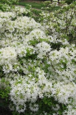 White Alabama Native Azalea (Rhododendron Alabamense) - 3 Gallon Pot -Cheap US Topiary Plant Store rhododendron alabamense alabama native azalea 6