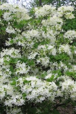 White Alabama Native Azalea (Rhododendron Alabamense) - 3 Gallon Pot -Cheap US Topiary Plant Store rhododendron alabamense alabama native azalea 8