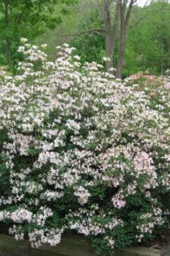 Coastal Azalea (Rhododendron Atlanticum) - 3 Gallon Pot -Cheap US Topiary Plant Store rhododendron atlanticum coastal azalea 1