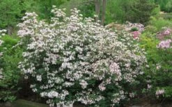 Coastal Azalea (Rhododendron Atlanticum) - 3 Gallon Pot -Cheap US Topiary Plant Store rhododendron atlanticum coastal azalea 2