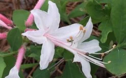 Coastal Azalea (Rhododendron Atlanticum) - 3 Gallon Pot -Cheap US Topiary Plant Store rhododendron atlanticum coastal azalea 8