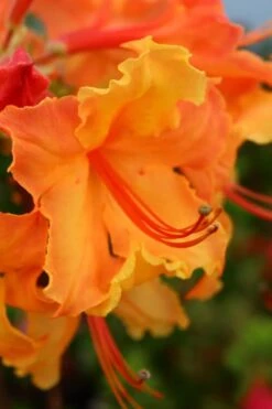 Andrew J. Boike Alabama Flame Native Azalea Azalea - 3 Gallon Pot -Cheap US Topiary Plant Store rhododendron austrinum andrew j boike native azalea 3