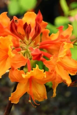 Andrew J. Boike Alabama Flame Native Azalea Azalea - 3 Gallon Pot -Cheap US Topiary Plant Store rhododendron austrinum andrew j boike native azalea 5