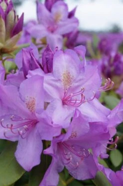 Boursault Catawba Rhododendron - 3 Gallon Pot -Cheap US Topiary Plant Store rhododendron boursault 4