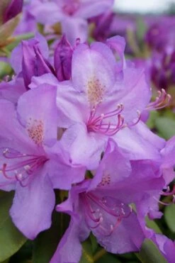 Boursault Catawba Rhododendron - 3 Gallon Pot