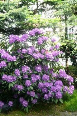 Boursault Catawba Rhododendron - 3 Gallon Pot -Cheap US Topiary Plant Store rhododendron boursault 6