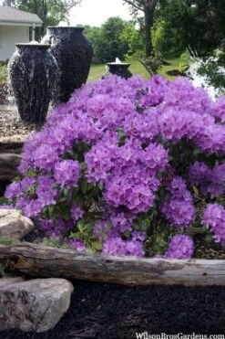 Grandiflorum Catawba Rhododendron - 1 Gallon Pot -Cheap US Topiary Plant Store rhododendron catawbiense grandiflorum 100