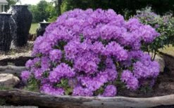 Grandiflorum Catawba Rhododendron - 1 Gallon Pot -Cheap US Topiary Plant Store rhododendron catawbiense grandiflorum 101