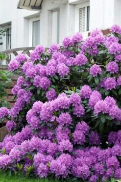 Grandiflorum Catawba Rhododendron - 1 Gallon Pot -Cheap US Topiary Plant Store rhododendron catawbiense grandiflorum 7