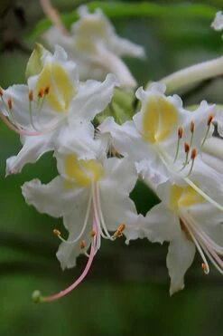 Coleman's Native Azalea (Rhododendron Colemanii 'Multiflora') - 3 Gallon Pot -Cheap US Topiary Plant Store rhododendron colemanii multiflora colemans native azalea 1