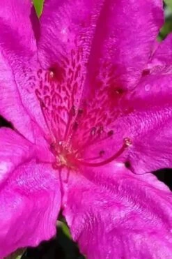 Congo Purple Azalea - 3 Gallon Pot -Cheap US Topiary Plant Store rhododendron congo robin hill hybrid azalea 1