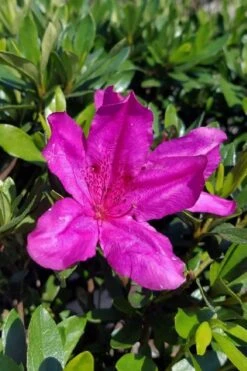 Congo Purple Azalea - 3 Gallon Pot -Cheap US Topiary Plant Store rhododendron congo robin hill hybrid azalea 3