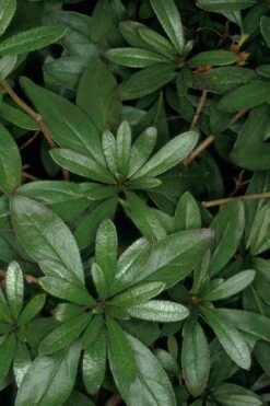 Congo Purple Azalea - 3 Gallon Pot -Cheap US Topiary Plant Store rhododendron congo robin hill hybrid azalea 4