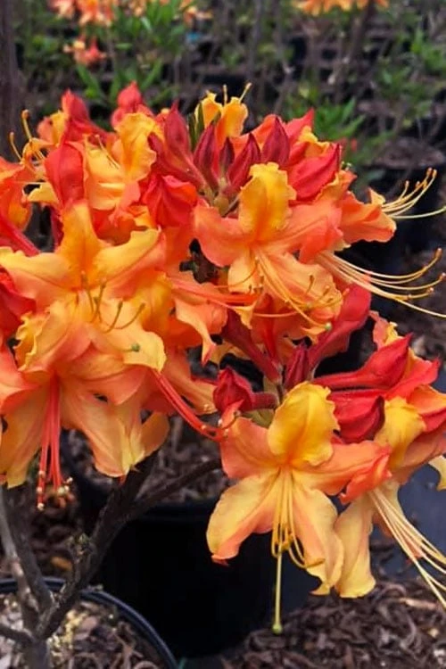 Jackpot Native Azalea (Rhododendron) - 3 Gallon Pot 1 Jackpot Native Azalea (Rhododendron) - 3 Gallon Pot