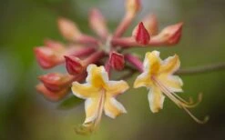 Millie Mac Native Azalea (Rhododendron) - 3 Gallon Pot -Cheap US Topiary Plant Store rhododendron millie mac native azalea 10