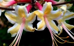 Millie Mac Native Azalea (Rhododendron) - 3 Gallon Pot -Cheap US Topiary Plant Store rhododendron millie mac native azalea 15