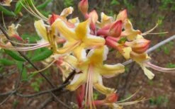 Millie Mac Native Azalea (Rhododendron) - 3 Gallon Pot -Cheap US Topiary Plant Store rhododendron millie mac native azalea 2