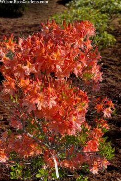 Pat Ryan Aromi Azalea (Rhododendron Hybrid) - 1 Gallon Pot -Cheap US Topiary Plant Store rhododendron pat ryan native azalea 104