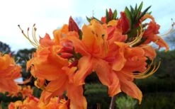 Smitty's Orange Crush Native Azalea (Rhododendron X) - 3 Gallon Pot -Cheap US Topiary Plant Store rhododendron smittys orange crush native azalea 4