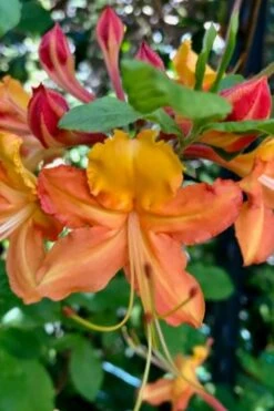 Verdie Sommerville Azalea (Rhododendron) - 3 Gallon Pot -Cheap US Topiary Plant Store rhododendron verdie sommerville azalea 1