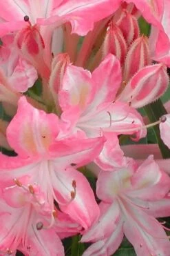 Ribbon Candy Swamp Azalea (Rhododendron Viscosum) - 3 Gallon Pot -Cheap US Topiary Plant Store rhododendron viscosum ribbon candy swamp azalea 1