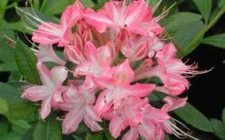 Ribbon Candy Swamp Azalea (Rhododendron Viscosum) - 1 Gallon Pot -Cheap US Topiary Plant Store rhododendron viscosum ribbon candy swamp azalea 3 1