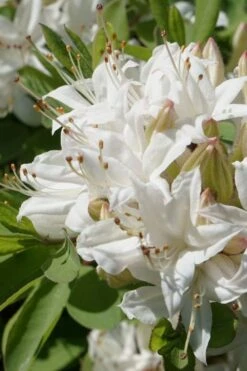 Swamp Azalea (Rhododendron Viscosum) - 1 Gallon Pot -Cheap US Topiary Plant Store rhododendron viscosum swamp azalea 1 1