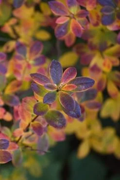 Swamp Azalea (Rhododendron Viscosum) - 1 Gallon Pot -Cheap US Topiary Plant Store rhododendron viscosum swamp azalea 2 1