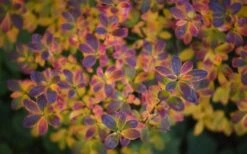 Swamp Azalea (Rhododendron Viscosum) - 1 Gallon Pot -Cheap US Topiary Plant Store rhododendron viscosum swamp azalea 3 3