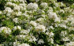 Swamp Azalea (Rhododendron Viscosum) - 1 Gallon Pot -Cheap US Topiary Plant Store rhododendron viscosum swamp azalea 4 1