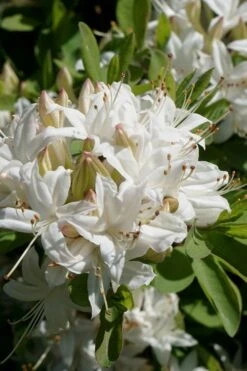 Swamp Azalea (Rhododendron Viscosum) - 1 Gallon Pot -Cheap US Topiary Plant Store rhododendron viscosum swamp azalea 5 1
