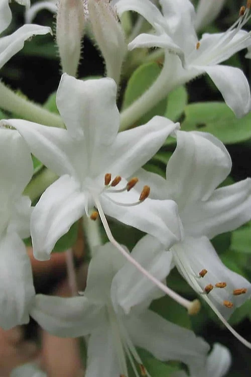 Swamp Azalea (Rhododendron Viscosum) - 3 Gallon Pot 1 Swamp Azalea (Rhododendron Viscosum) - 3 Gallon Pot