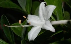 Swamp Azalea (Rhododendron Viscosum) - 1 Gallon Pot -Cheap US Topiary Plant Store rhododendron viscosum swamp azalea 8 1